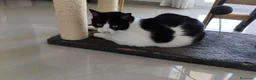 Europeo gatti in regalo: Micha e Rainbow hanno bisogno di una nuova casa! - Annuncio 3