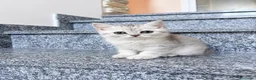 Scottish gatti in vendita: Disponibili ultimi 2 maschietti scottish straight a Provincia di Monza e della Brianza - Annuncio 8