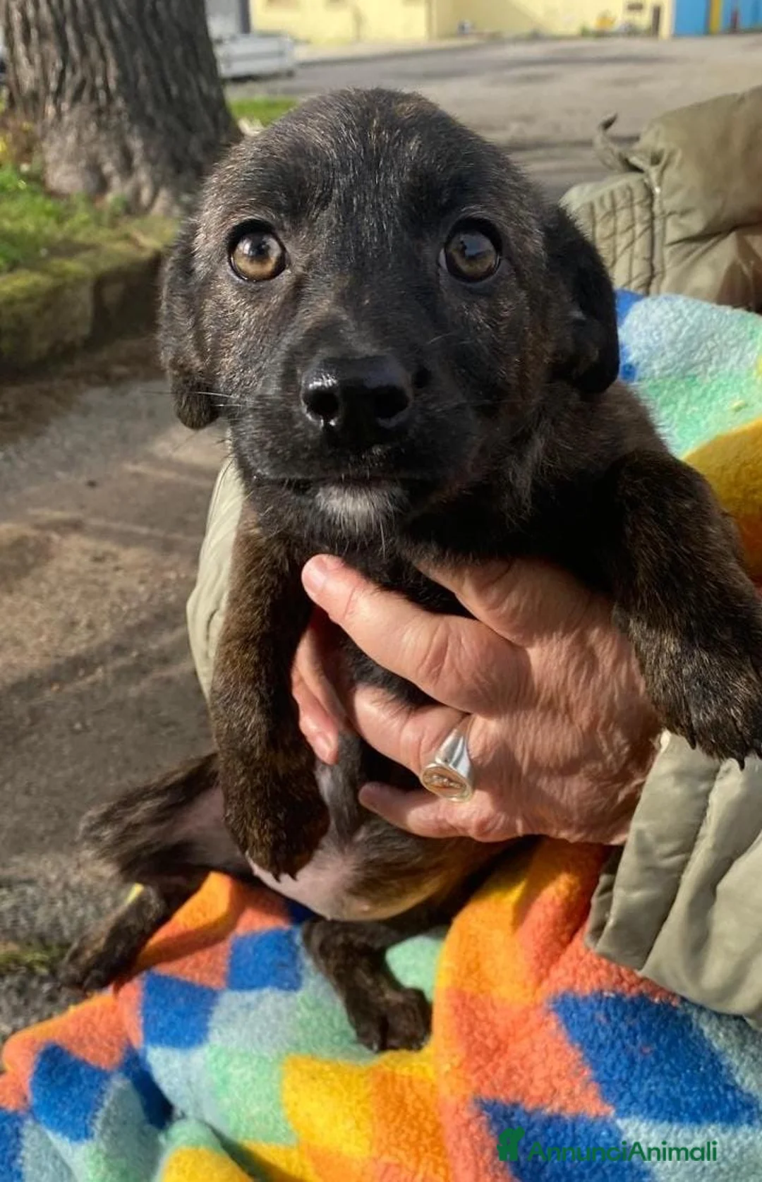 Meticcio cani in regalo: MARGOT 🩷 - cucciola, come si fa a non amarla 🥺 - Annuncio 10