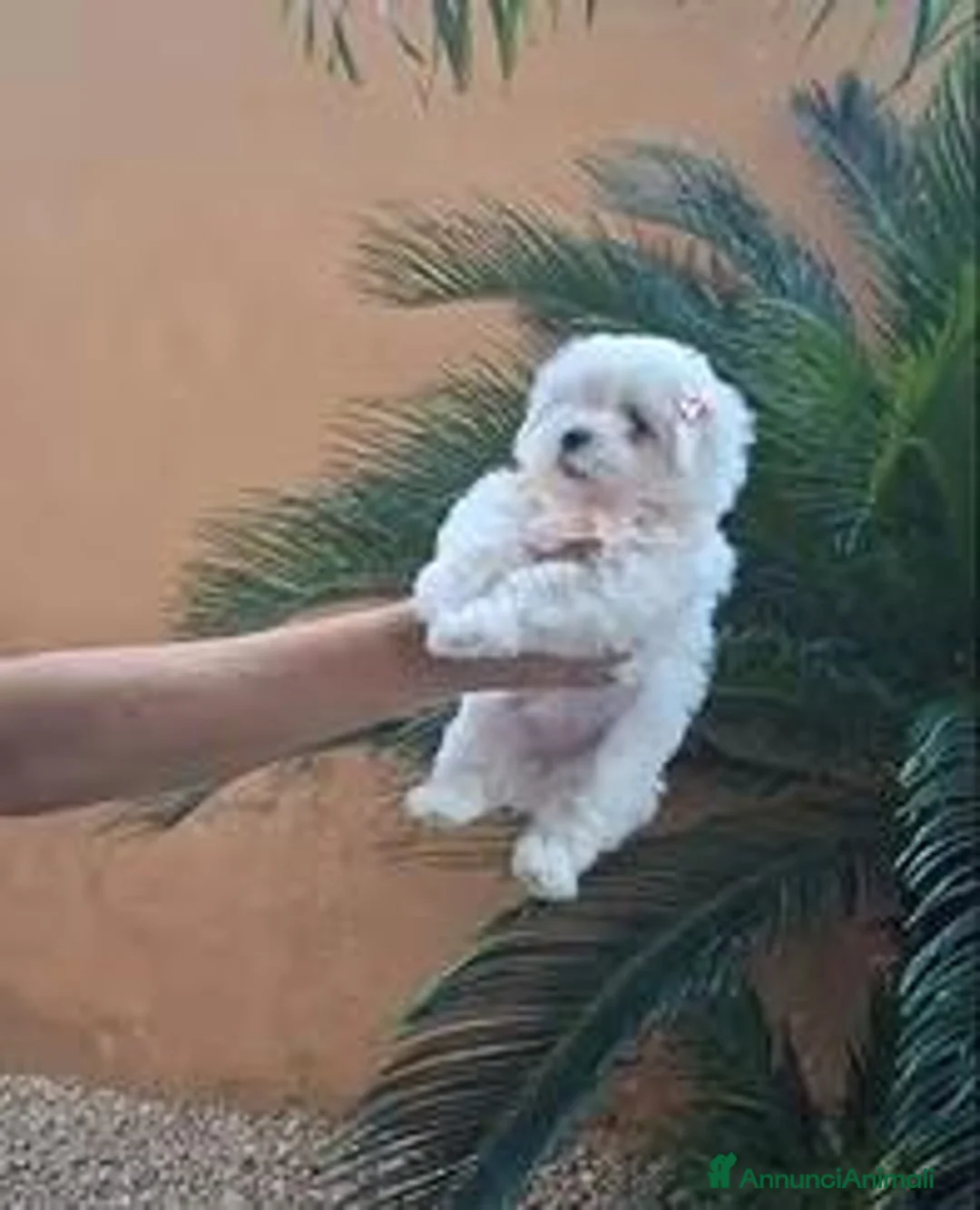 Maltese cani in vendita: maltese mini toy coreano - Annuncio 4