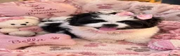 Pechinese cani in vendita: Cucciola femmina pechinese  - Annuncio 2