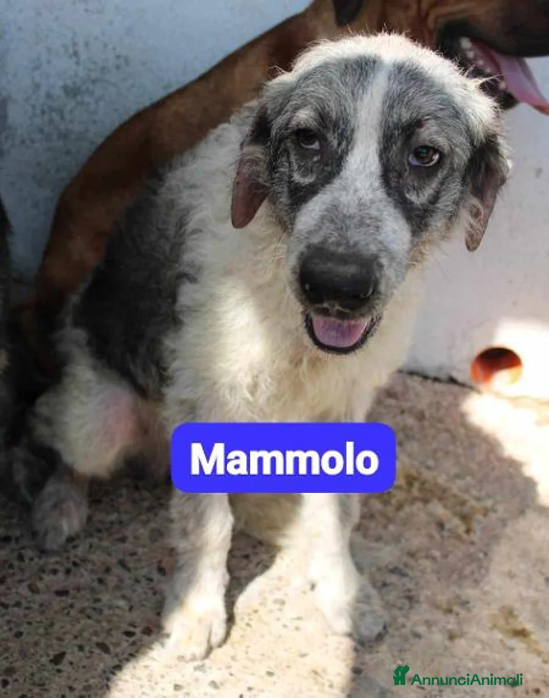 Meticcio cani in regalo: DOTTO-GONGOLO-MAMMOLO  a Provincia di Macerata - Annuncio 2