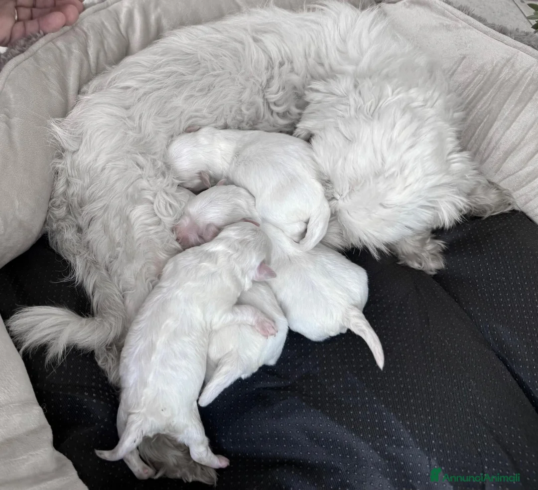 Maltese cani in vendita: Maltese Mini Toy Allevamento Master ENCI - Annuncio 5