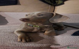 Bassotto cani per accoppiamento: Fergus e Dante cercano fidanzata 🌸 a Provincia di Pavia - Immagine 4