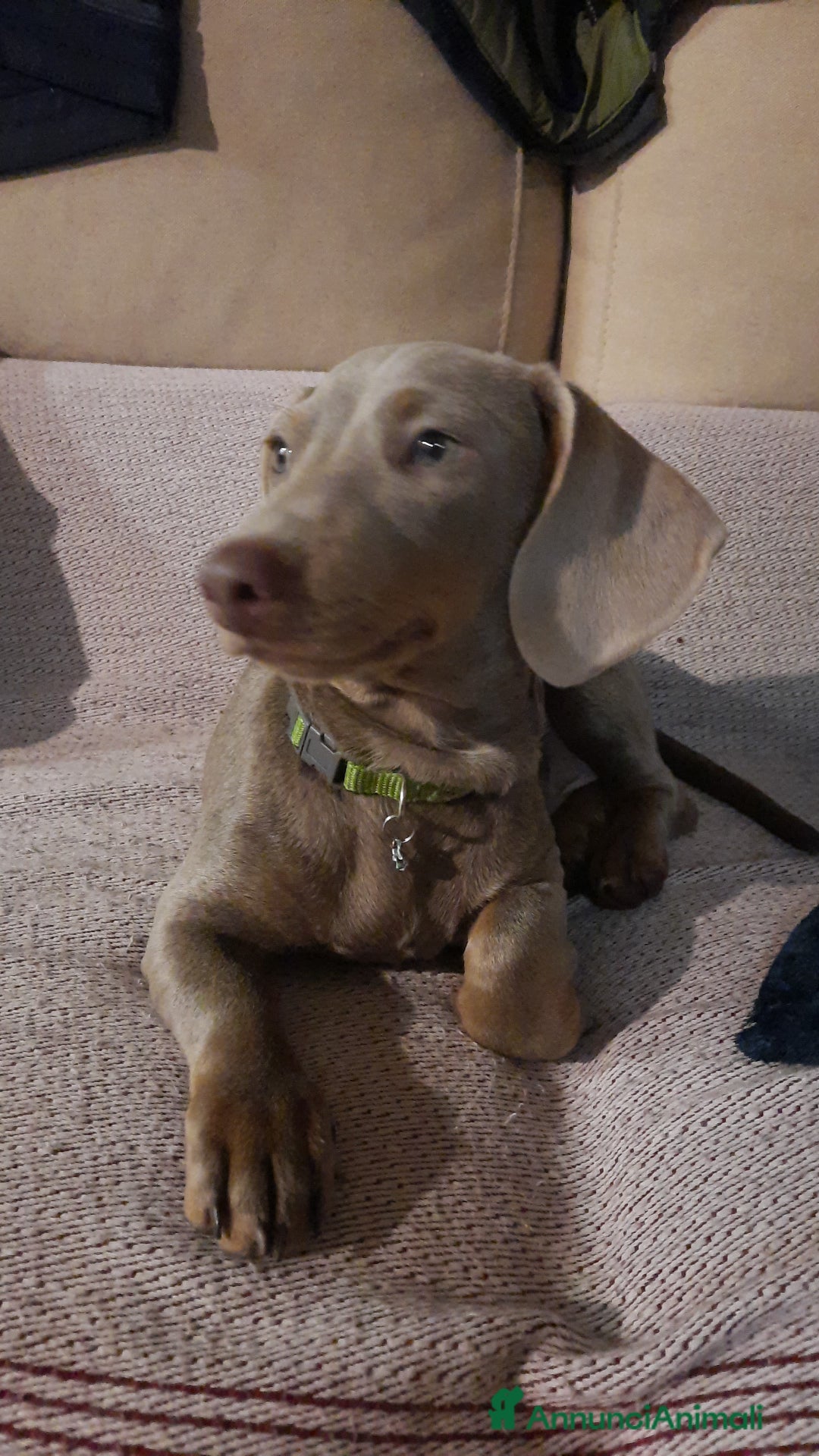 Bassotto cani per accoppiamento: Fergus e Dante cercano fidanzata 🌸 a Provincia di Pavia - Immagine 4