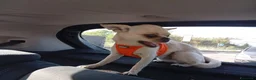 Chihuahua cani per accoppiamento: chiwuwua  - Annuncio 2
