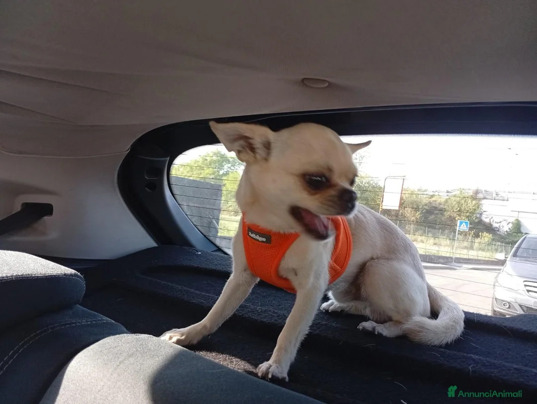 Chihuahua cani per accoppiamento: chiwuwua  - Annuncio 2