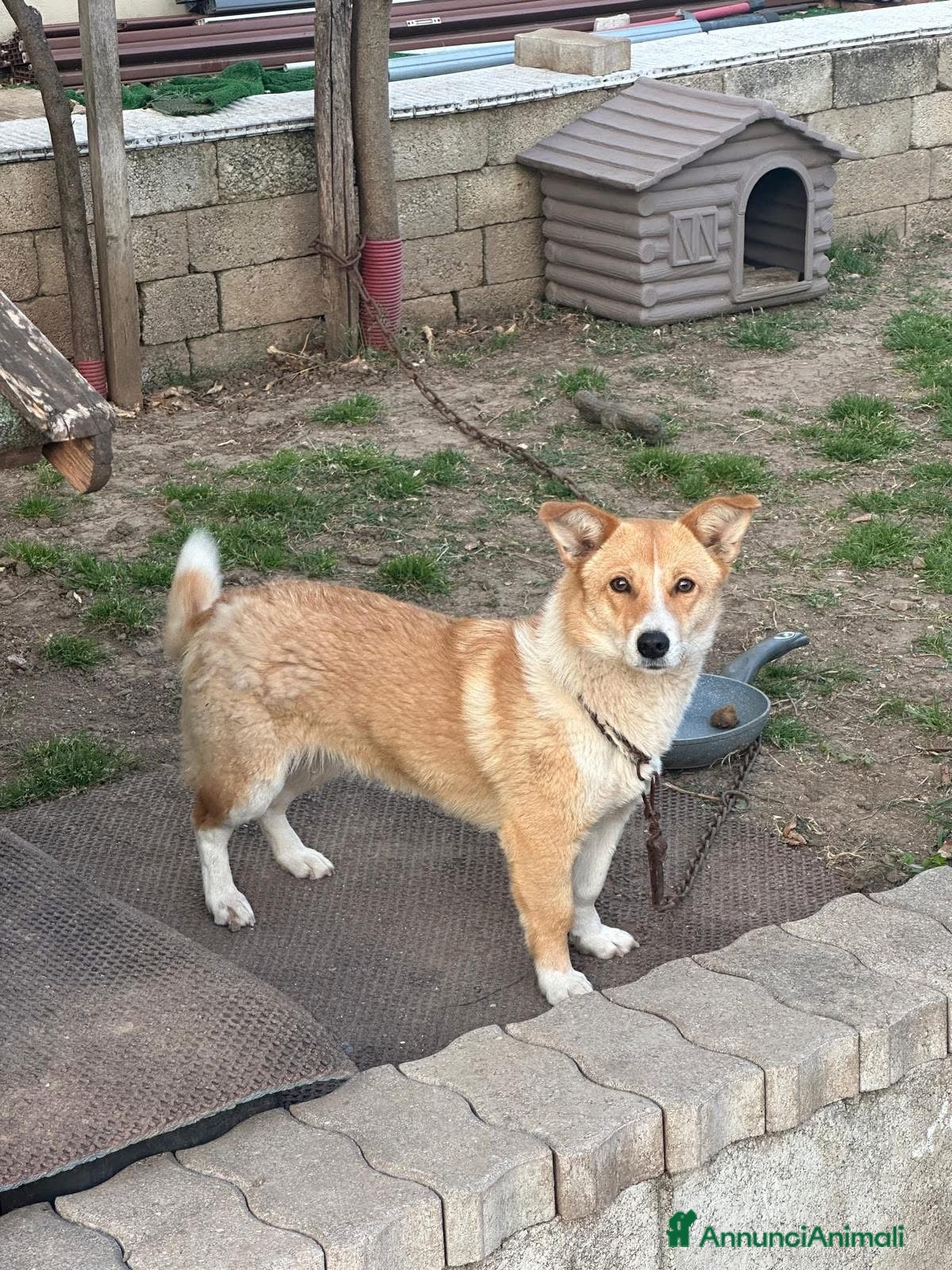 Meticcio cani Femmina taglia contenuta 2 anni - Annuncio 28