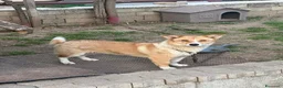 Meticcio cani in regalo: Femmina taglia contenuta 2 anni - Annuncio 1