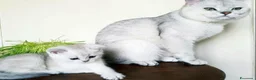 British gatti in vendita: Scottish fold sthrait  - Annuncio 2
