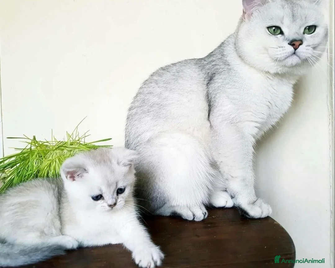 British gatti in vendita: Scottish fold sthrait  - Annuncio 2