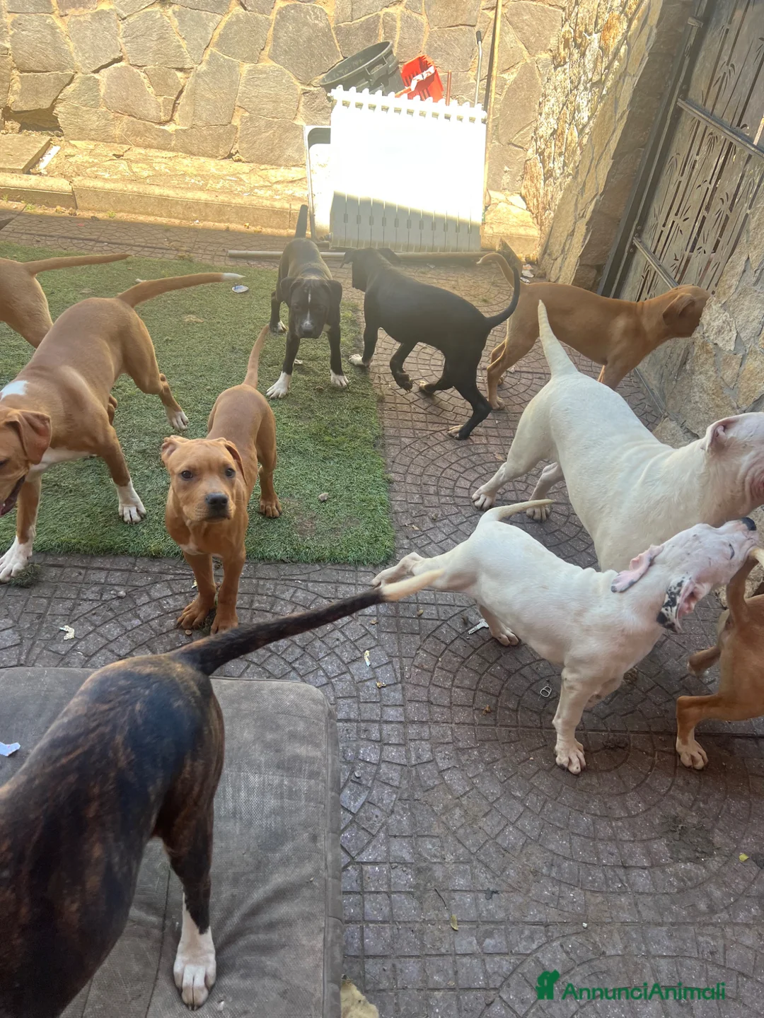 American Staffordshire cani in vendita: American Staffordshire terrier a Città metropolitana di Roma Capitale - Annuncio 2