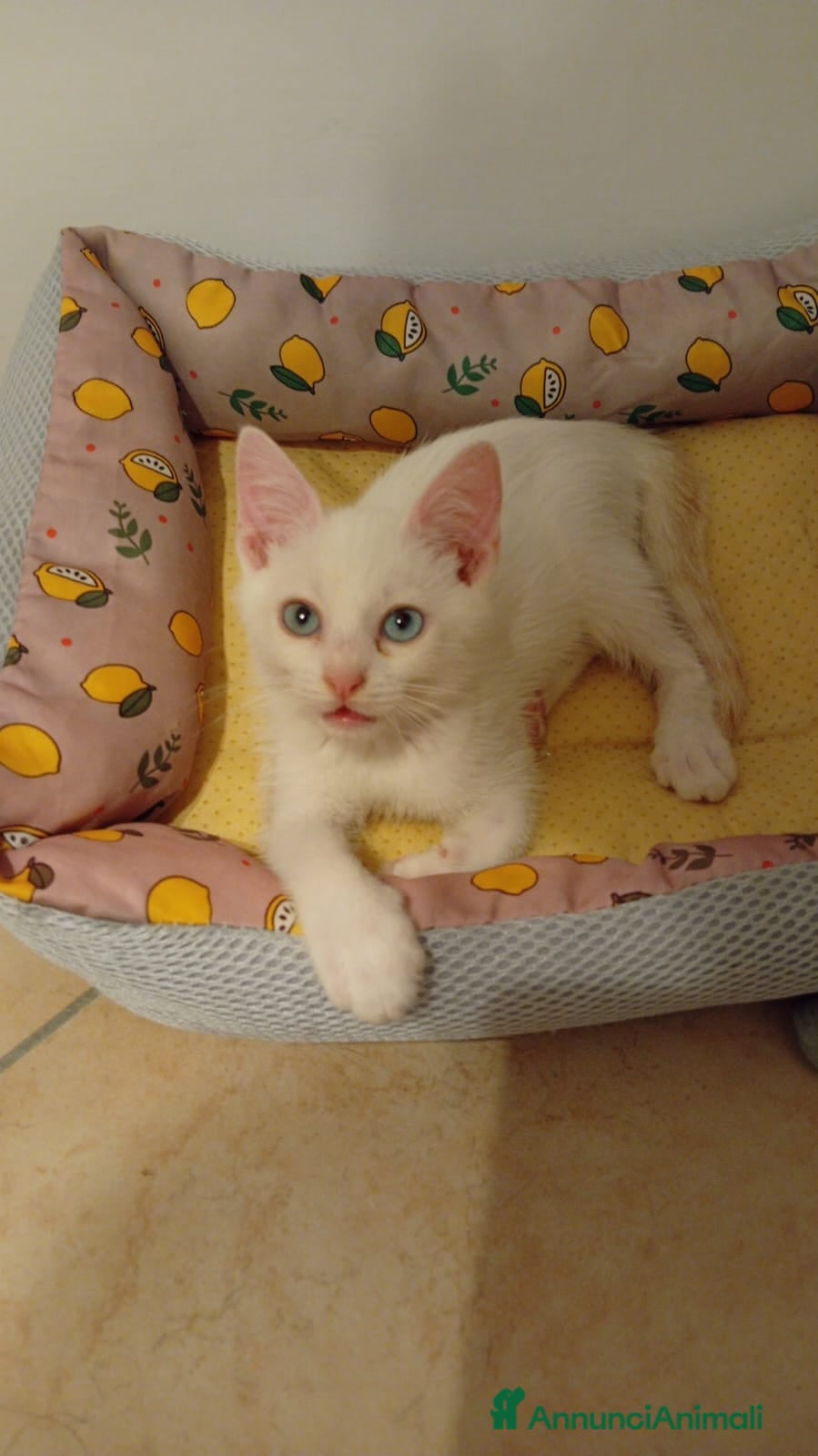 Altre razze gatti ZUCCHERO CERCA CASA 🏡 - Annuncio 3