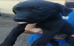 Labrador cani in vendita: Cuccioli di Labrador a Città metropolitana di Roma Capitale - Immagine 3