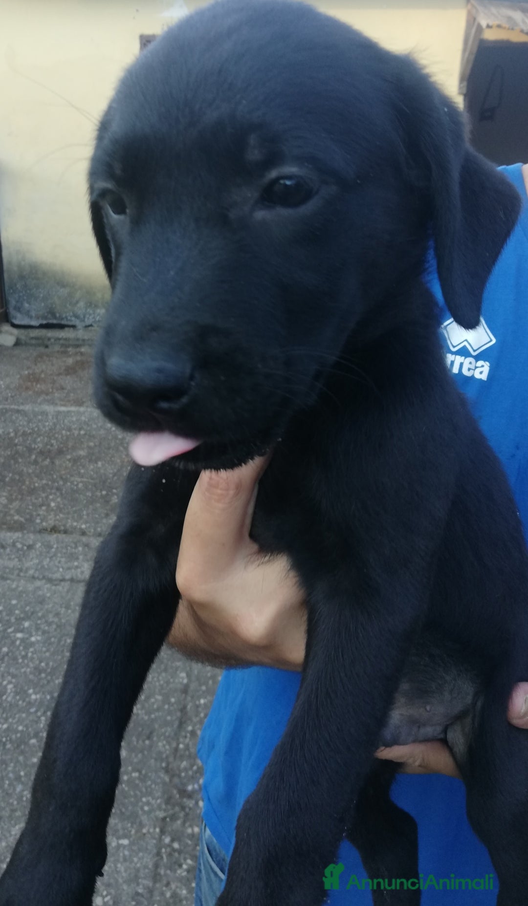 Labrador cani in vendita: Cuccioli di Labrador a Città metropolitana di Roma Capitale - Immagine 3