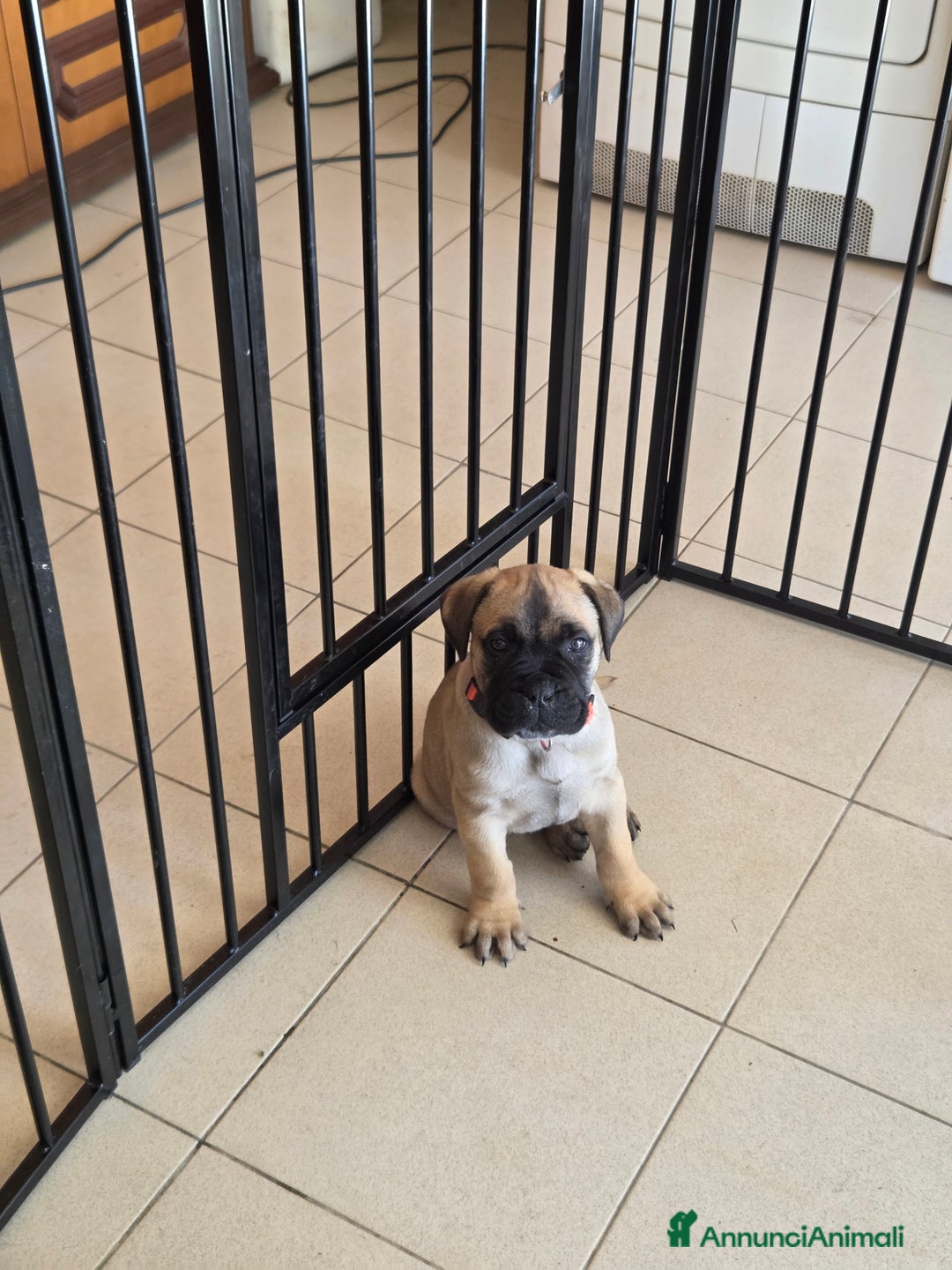 Bullmastiff cani in vendita: Vendo cuccioli di Bullmastiff - Annuncio 6