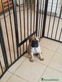 Bullmastiff Cucciolo 2