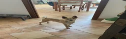 Meticcio cani in regalo: Milo Cerca Persona Esperta E Paziente a Città Metropolitana di Torino - Annuncio 3