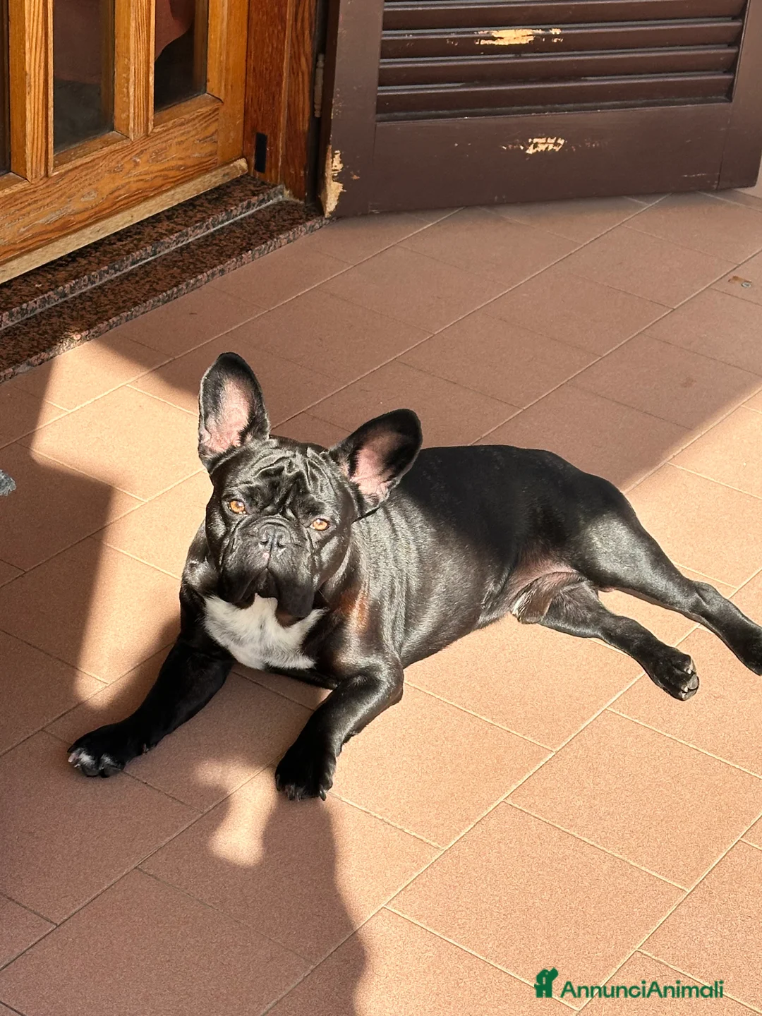 Bulldog Francese cani per accoppiamento: Accoppiamento bulldog francese - Annuncio 1