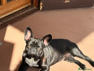 Bulldog Francese cani Accoppiamento bulldog francese - Annuncio 1
