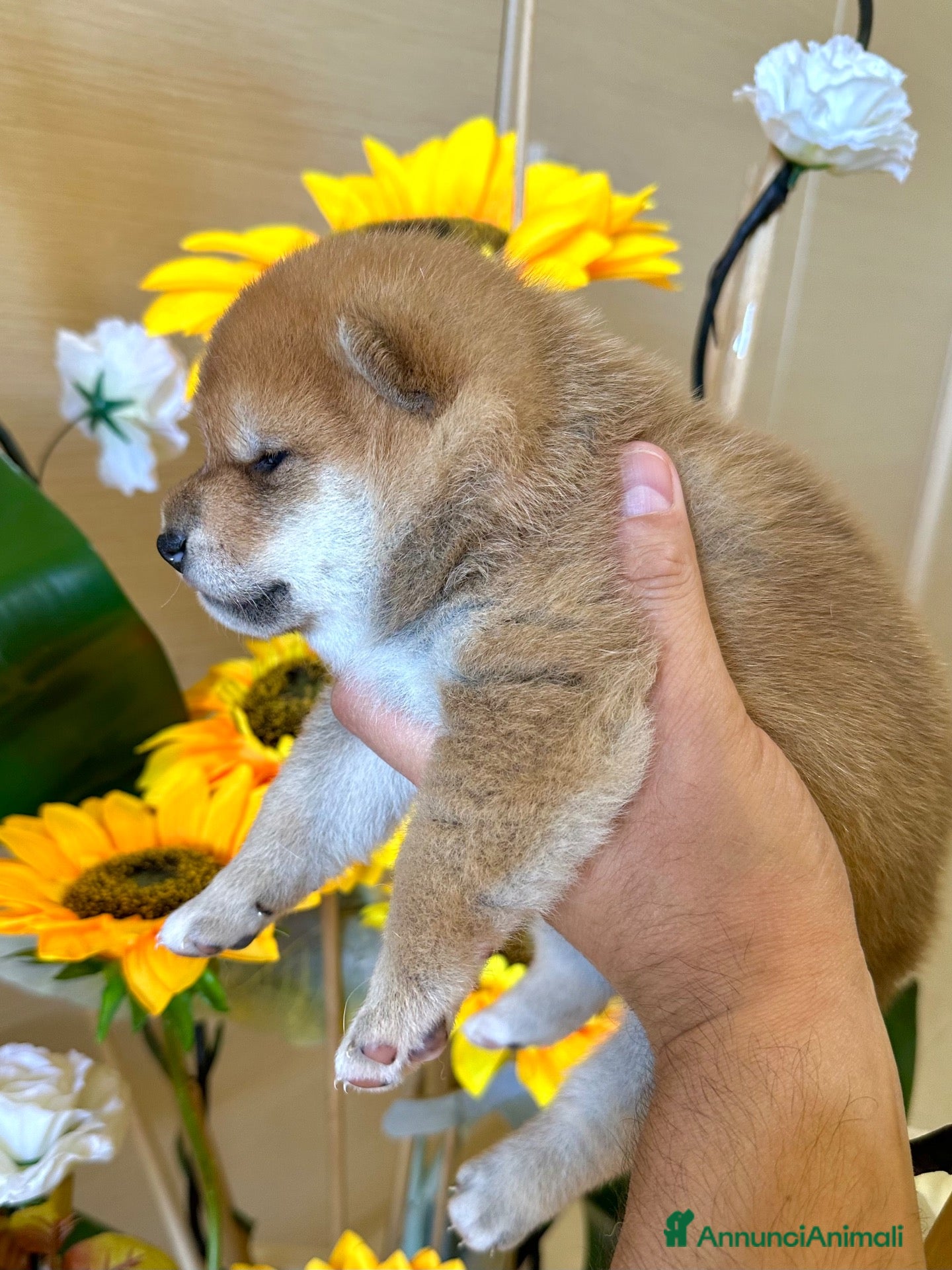 Shiba Inu cani in vendita: Ultimo cucciolo Shiba disponibile - Annuncio 23