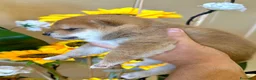 Shiba Inu cani in vendita: Ultimo cucciolo Shiba disponibile - Annuncio 1