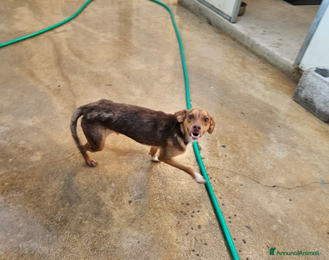 Meticcio cani in regalo: Lupo: cucciolotto taglia piccola socievole  a Città Metropolitana di Genova - Annuncio 4