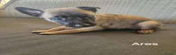 Pastore Belga cani in vendita: Cuccioli di Cane da Pastore Belga Malinois - Annuncio 5