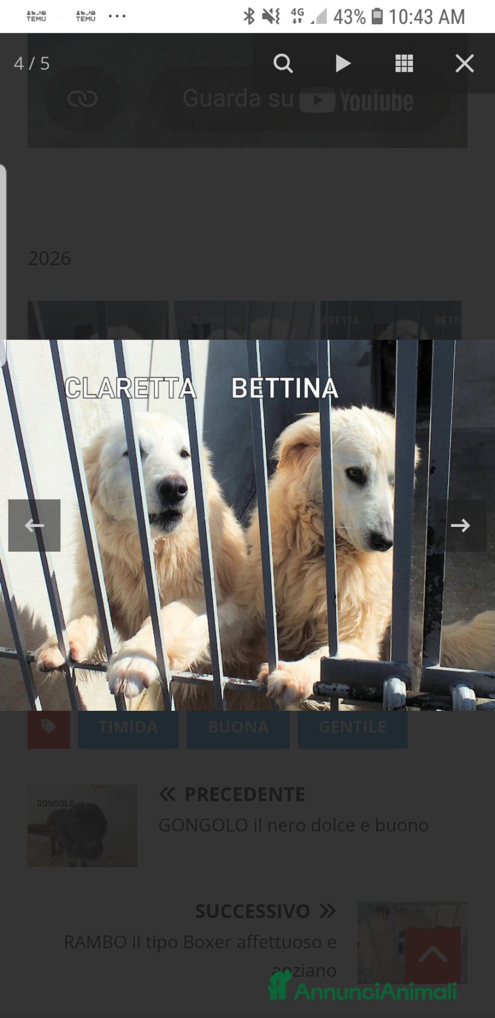 Meticcio cani ADOZ.DEL💔:bella,socievole,umana, abbandonata! - Annuncio 3