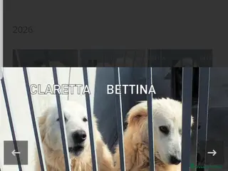 Meticcio cani ADOZ.DEL💔:bella,socievole,umana, abbandonata! - Annuncio 3