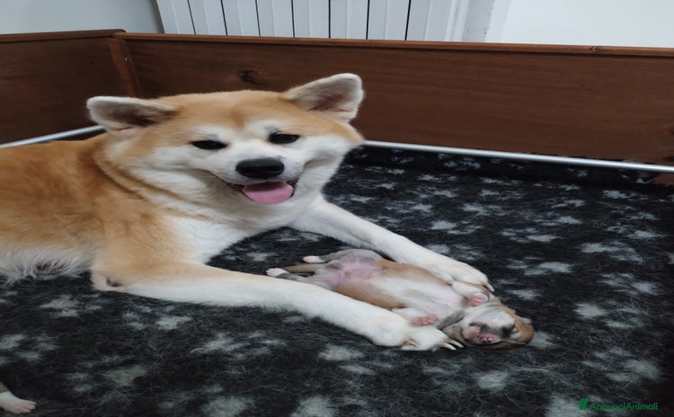 Akita Inu cani - Annuncio 5