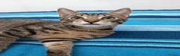 Europeo gatti in regalo: Tigro cerca casa! a Provincia di Chieti - Annuncio 2