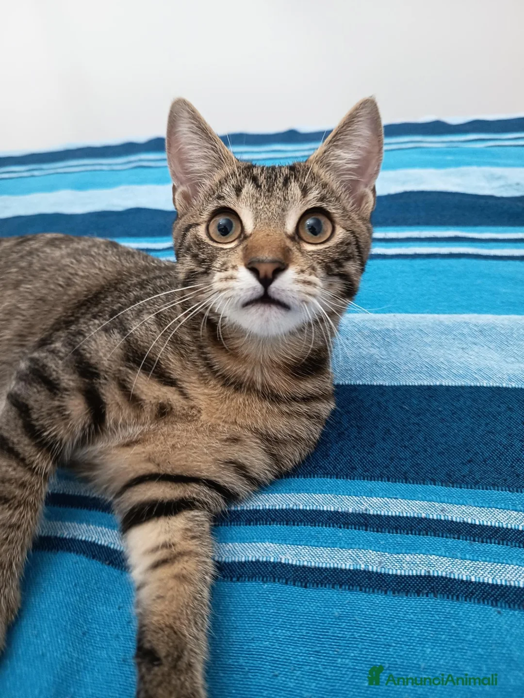 Europeo gatti in regalo: Tigro cerca casa! a Provincia di Chieti - Annuncio 2