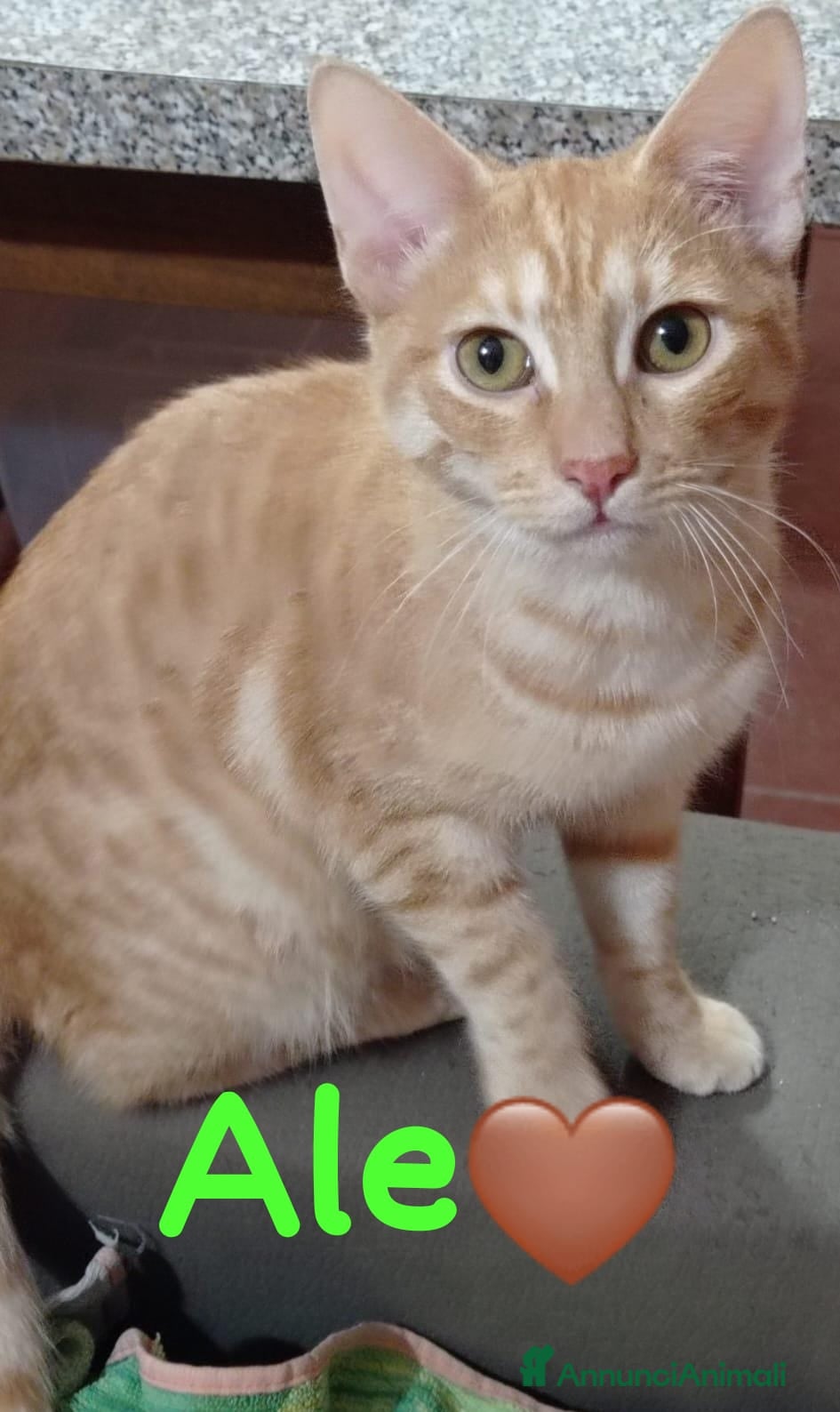 Europeo gatti Ale e Franz 2mici rossi 7mesi ROMA SOS  - Annuncio 40