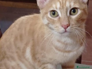 Europeo gatti Ale e Franz 2mici rossi 7mesi ROMA SOS - Annuncio 7