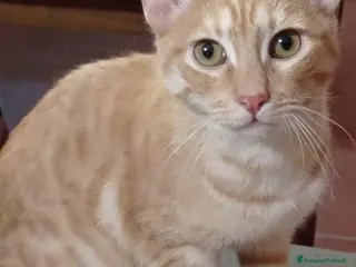 Europeo gatti Ale e Franz 2mici rossi 7mesi ROMA SOS - Annuncio 30