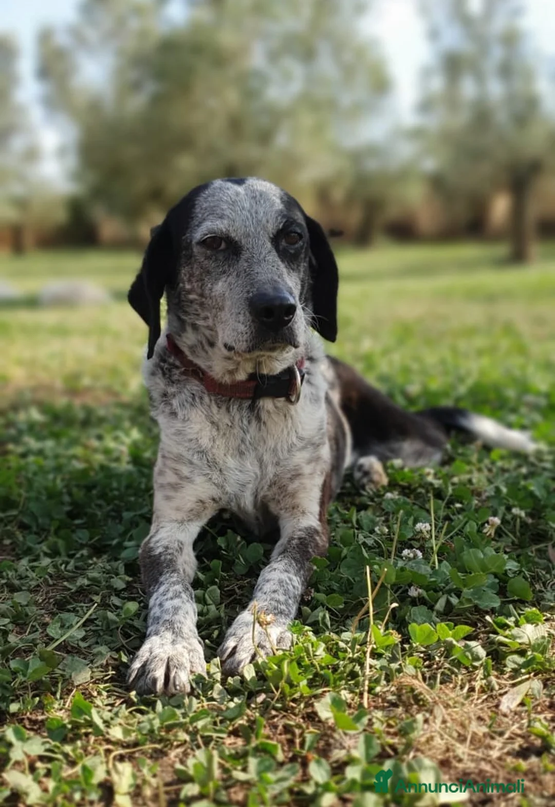 Bracco cani in regalo: VIRGINIA una piccola bracco da amare a Pomezia - Annuncio 7