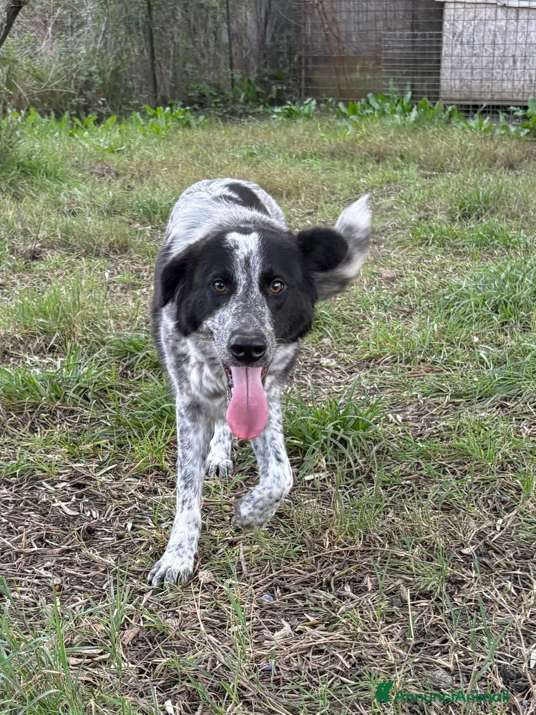 Meticcio cani in regalo: SERENA 🩷-bellissima cucciola di 1 anno, cerca 🏡  - Annuncio 3