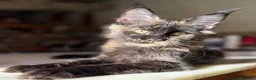 Maine Coon gatti in vendita: Cucciola Maine Coon Black tortie- Pedigree Anfi - Annuncio 3
