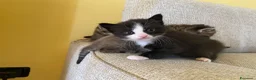 Meticcio gatti in regalo: Cucciolata gatto europeo meticcio - Annuncio 5