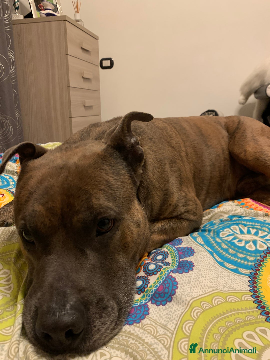 Altre razze cani per accoppiamento: amstaff per monta - Annuncio 8