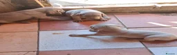 Weimaraner cani in vendita: Vendo cuccioli weimaraner  - Annuncio 6