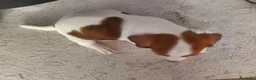 Jack Russell cani in vendita: Bellissimo cuccioli di Jack Russell terrier  a Provincia di Benevento - Annuncio 13