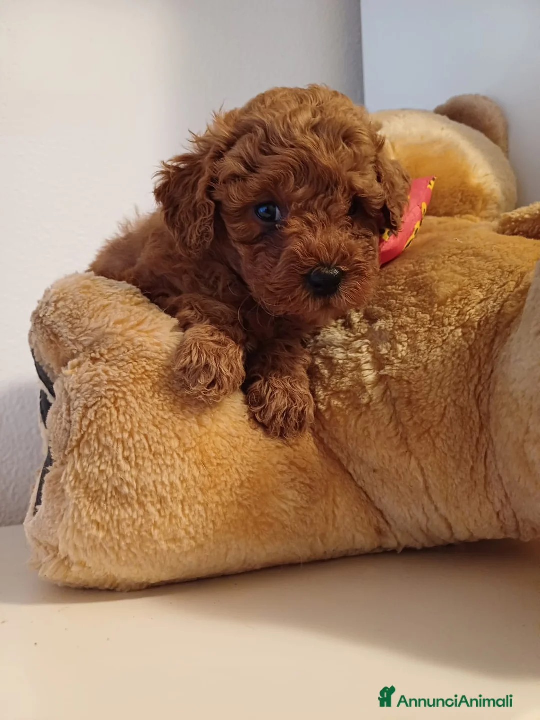 Barboncino cani in vendita: Barboncini Red Toy/Nani con pedigree - Annuncio 2