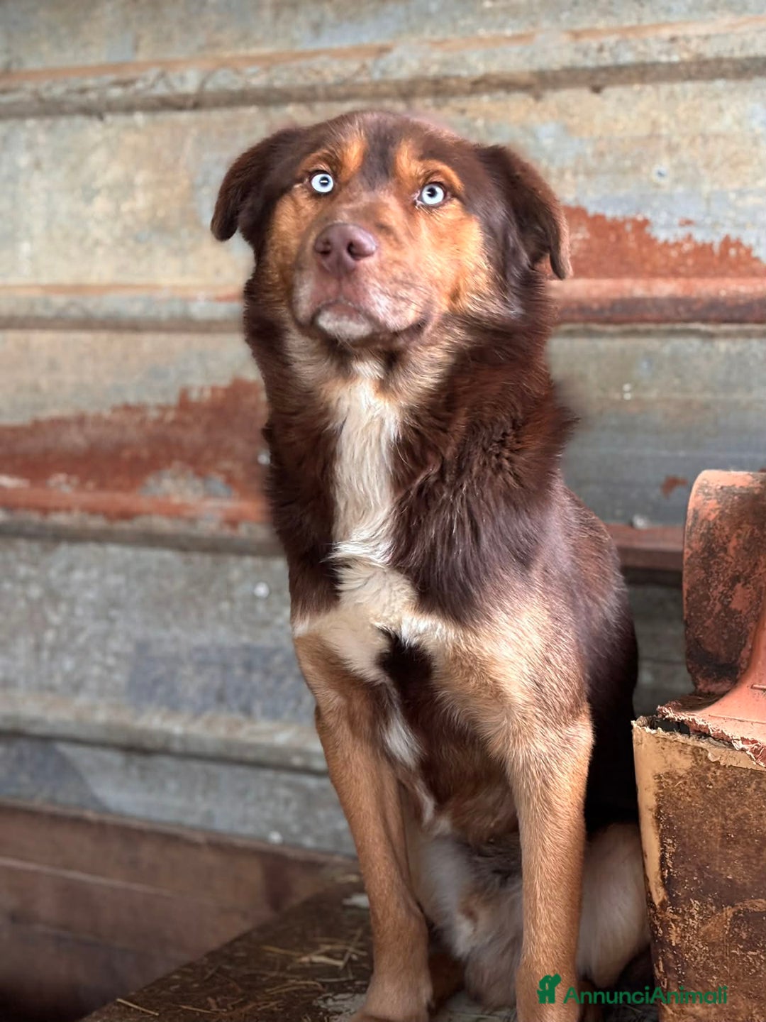 Meticcio cani in regalo: AURON, dagli occhi più belli del mondo! - Annuncio 5