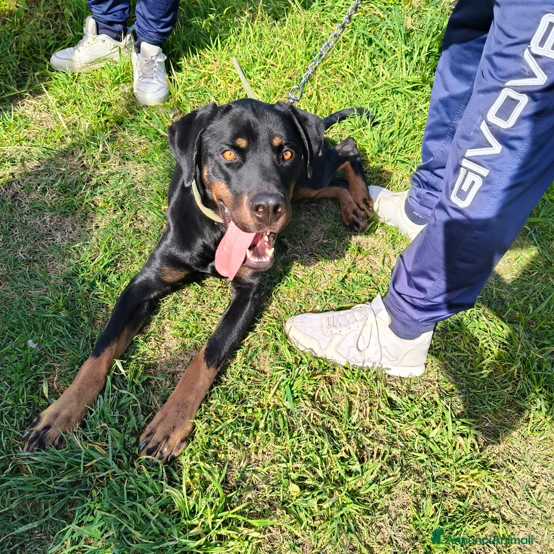 Meticcio cani in regalo: NICO CERCA CASA  a Città metropolitana di Milano - Annuncio 20