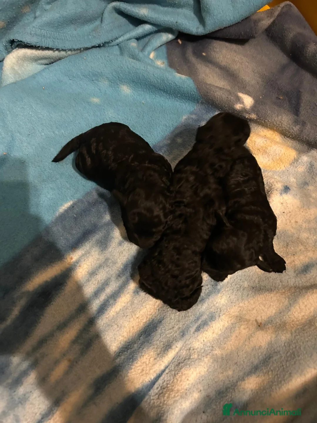 Barboncino cani in vendita: Barboncini neri nani con Pedigree Enci - Annuncio 2