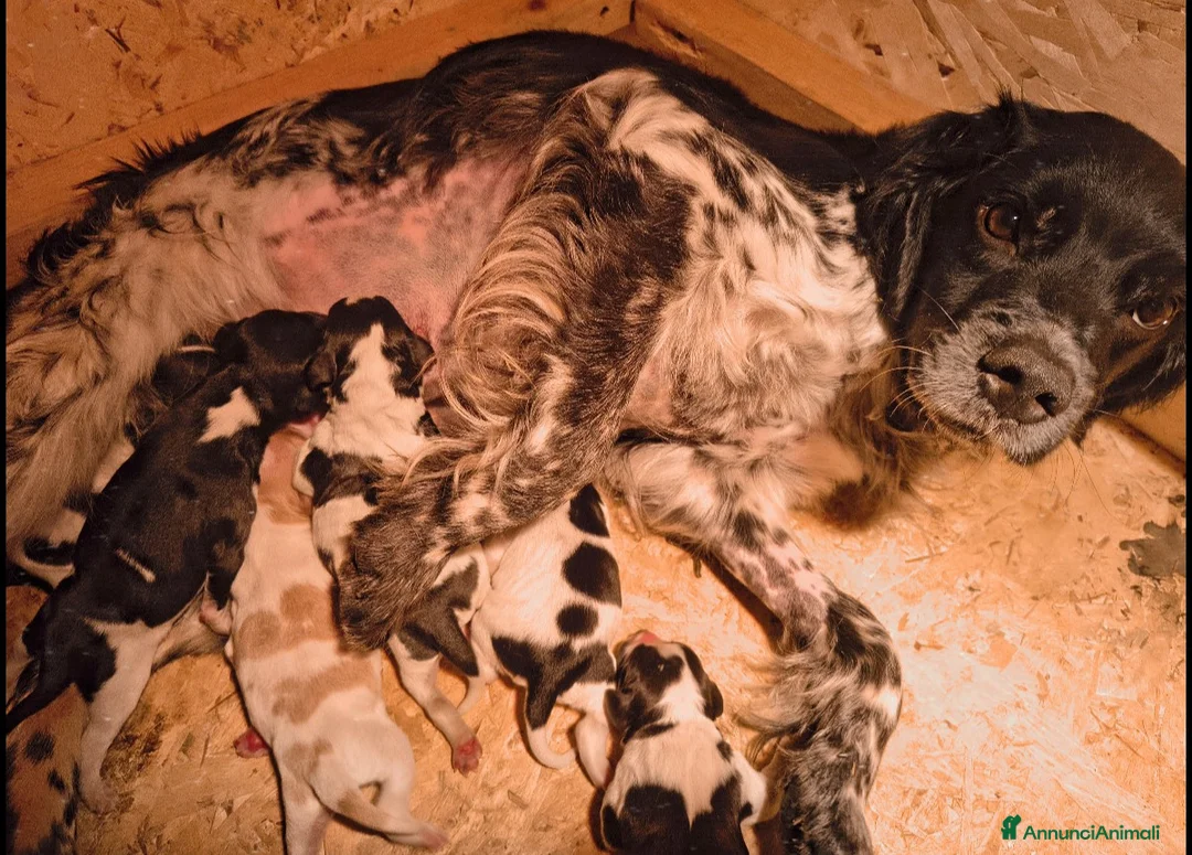 Breton cani in vendita: Cucciole Breton a Provincia di Pavia - Annuncio 2