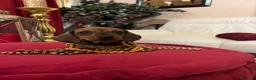Bassotto cani in vendita: Cuccioli Bassotto Kaninchen e nano - Annuncio 30