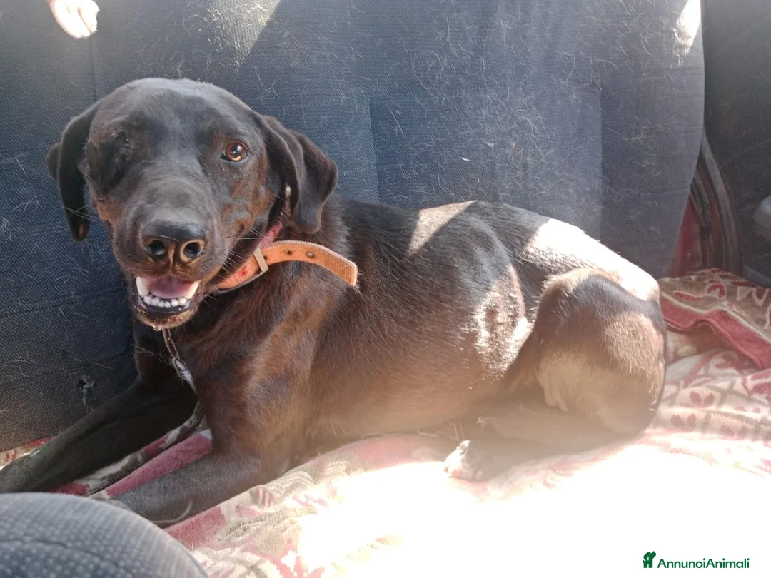 Meticcio cani in regalo: Lucy, una dolcissima simil Labrador - Annuncio 5